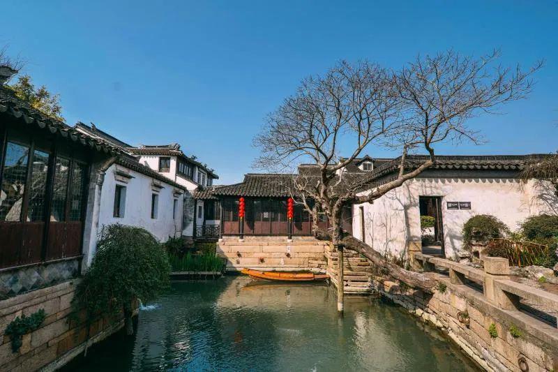 欢迎加入发财树的叶片上出现黄点怎么办?红迪网平台